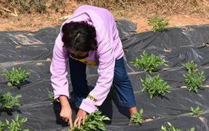 Diploma in Agriculture-Plant Science